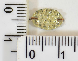 Пришивних елемент (Тайвань) овал 7 * 10см бел